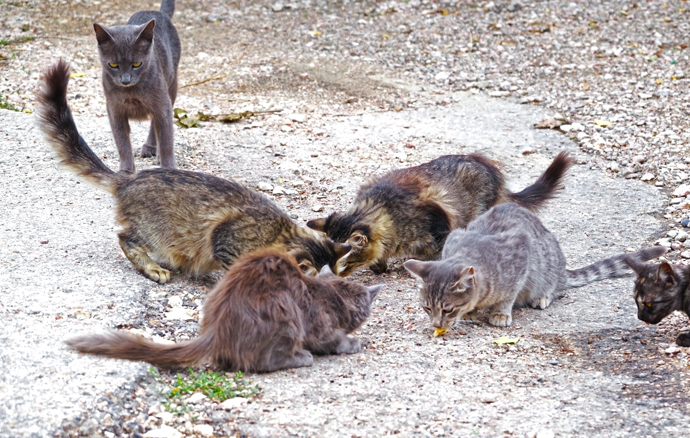 Feral Cat Control