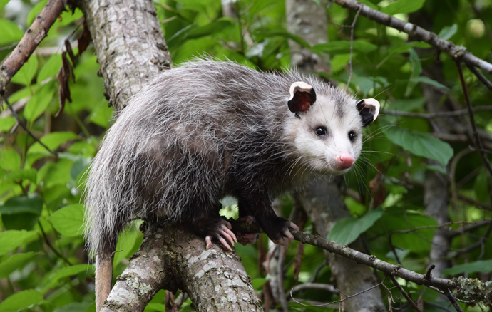 Opossum Trapping