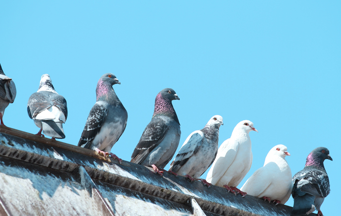 Pigeon Bird Abatement