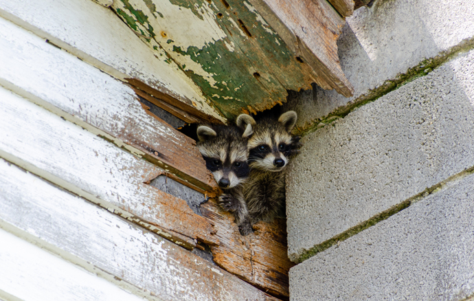 Raccoon Trapping