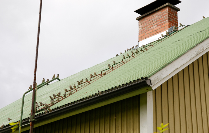 Sparrow Bird Abatement