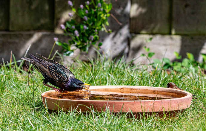 Starling Bird Abatement