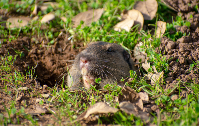 Gopher Pest Control