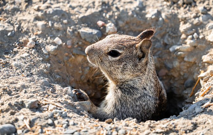 Ground Squirrel Pest Control