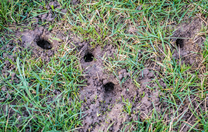 Vole Pest Control